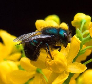 mason_bee_flower