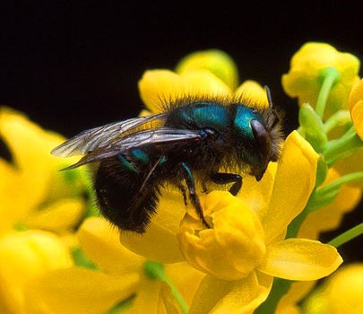 Take the Pollination Quiz!